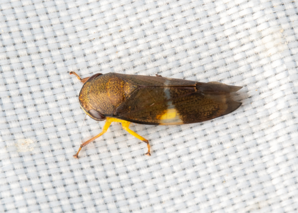 Drabescus macrocladus