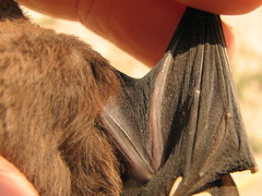 Peropteryx macrotis