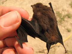 Peropteryx macrotis