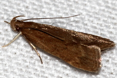 Helcystogramma lutatella