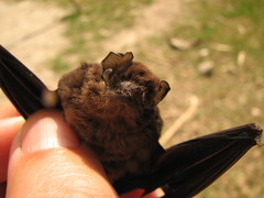 Peropteryx macrotis