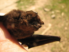 Peropteryx macrotis