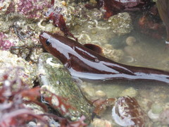 Gaidropsaridae