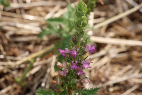 fern-leaved germander (Teucrium daucoides)