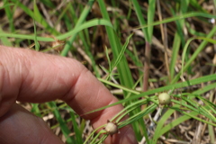 Convolvulus graminetinus, photograph (c) Greg Tasney, some rights reserved (CC BY-SA)