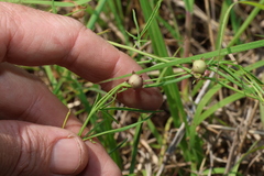 Convolvulus graminetinus, photograph (c) Greg Tasney, some rights reserved (CC BY-SA)