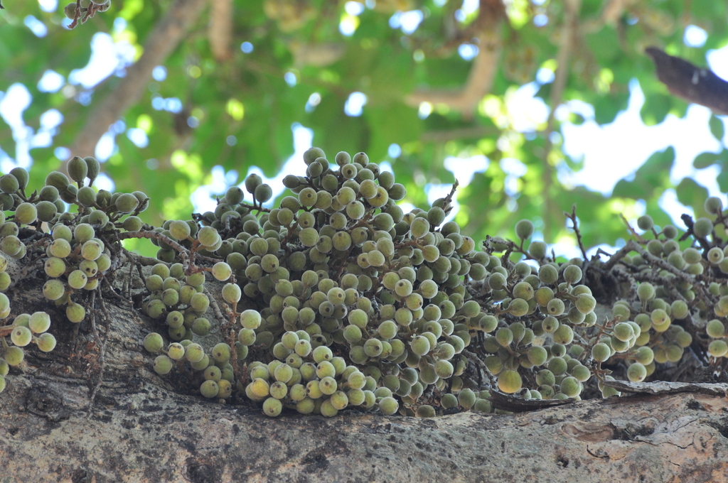 Ultimatum Tree sycamore fig from Kruger National Park, Afrique du Sud on August 5 ...
