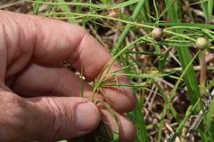 Convolvulus graminetinus, photograph (c) Greg Tasney, some rights reserved (CC BY-SA)