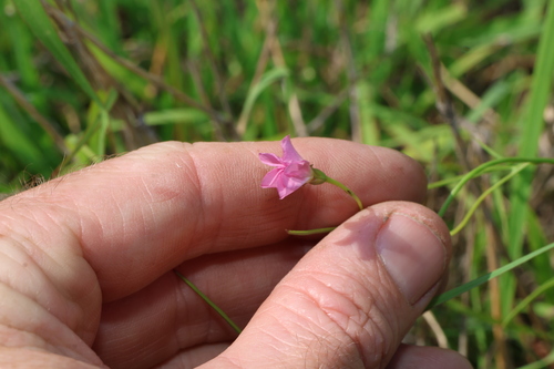 grassland bindweed (Convolvulus graminetinus)