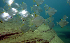 Monodactylus argenteus