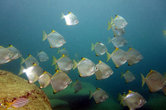 Monodactylus argenteus