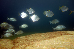 Monodactylus argenteus