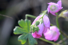 Sidalcea sparsifolia