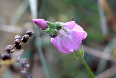 Sidalcea sparsifolia