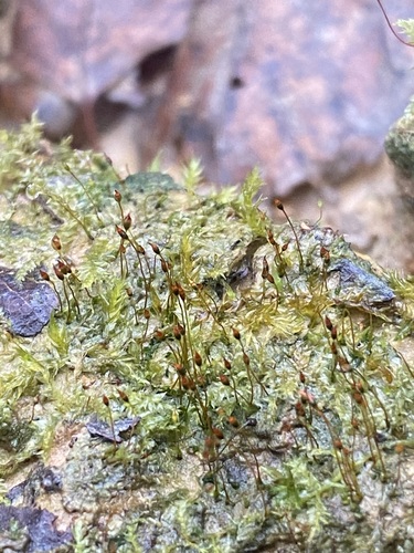 Fissidens exilis observed 2025-11-13