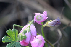 Sidalcea sparsifolia