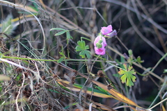 Sidalcea sparsifolia