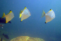 Monodactylus argenteus