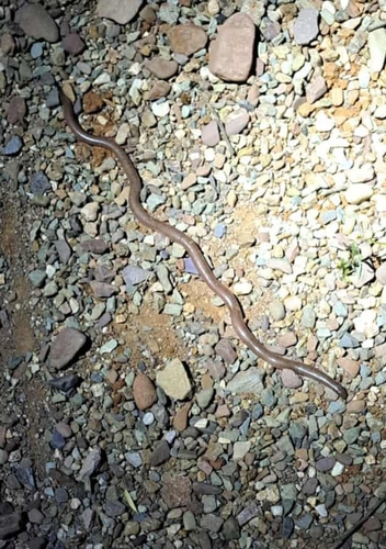 Prong-snouted Blind Snake sighting