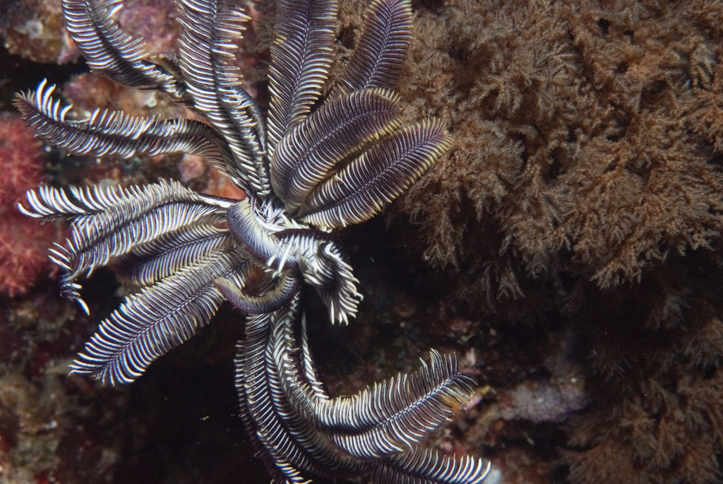 Beautiful Feather Star