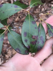Diaporthe kalmiae