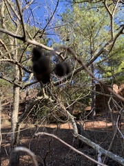 Styphnolobium affine