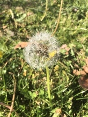 Taraxacum