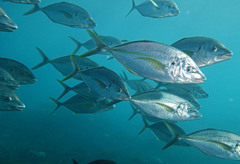 Pseudocaranx