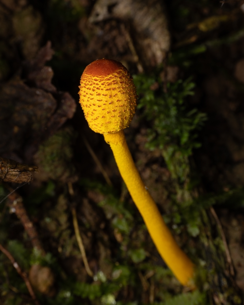 Leucocoprinus brunneoluteus · November 2025 · photo: © paulomascaretti (iNaturalist, cc-by)