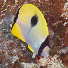 Chaetodon unimaculatus