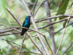 Campylopterus falcatus