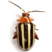 Pigweed Flea Beetle - Photo (c) Mike Quinn, Austin, TX, some rights reserved (CC BY-NC), uploaded by Mike Quinn, Austin, TX