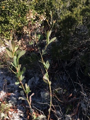 Polygonella macrophylla