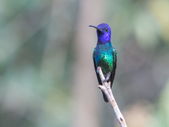 Chrysuronia oenone