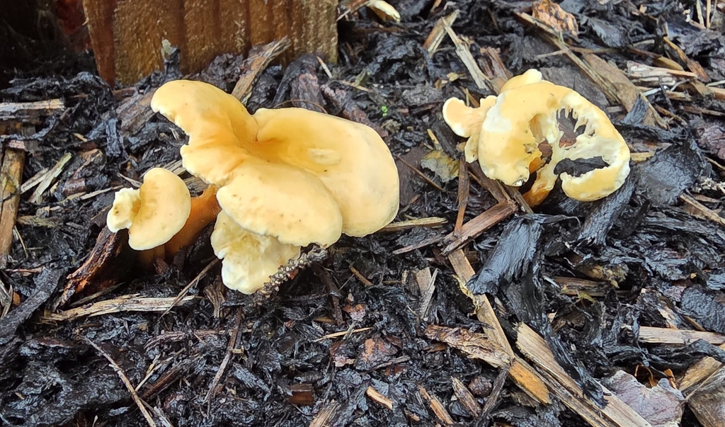 Hygrophoropsis aurantiaca · November 2025 · photo: © sabear (iNaturalist, cc0)