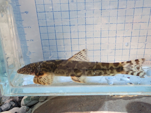 Formosania lacustris