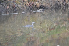 Tachybaptus ruficollis