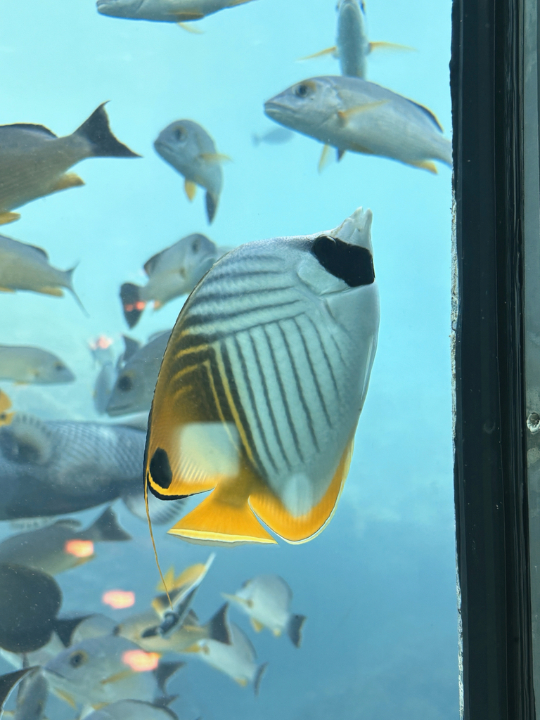 Threadfin butterflyfish