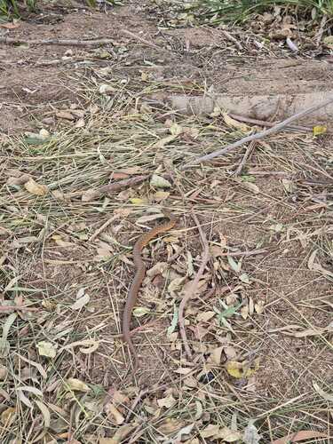 Common keelback sighting