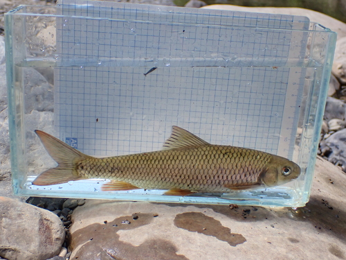 Taiwanese schraapkarper (Onychostoma barbatulum) — Cyprinidae — 4