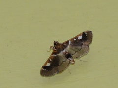 Diaphantania