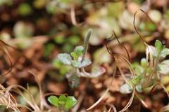 Epilobium brunnescens