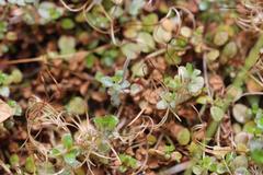 Epilobium brunnescens