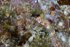 Corythoichthys ocellatus