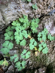 Aquilegia chrysantha