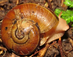 Aperostoma amazonense