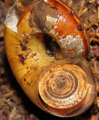 Aperostoma amazonense
