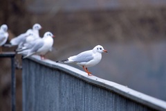 Chroicocephalus ridibundus