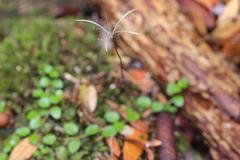 Epilobium nerteroides