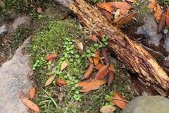 Epilobium nerteroides
